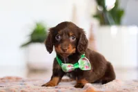 Ollie, a male Miniature Dachshund for sale in Walnut Creek, OH – Photo 4 of 7