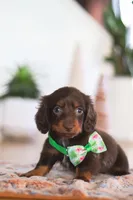 Ollie, a male Miniature Dachshund for sale in Walnut Creek, OH – Photo 6 of 7