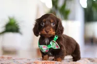 Ollie, a male Miniature Dachshund for sale in Walnut Creek, OH – Photo 5 of 7