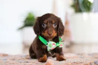 Ollie, a male Miniature Dachshund for sale in Walnut Creek, OH – Photo 2 of 7