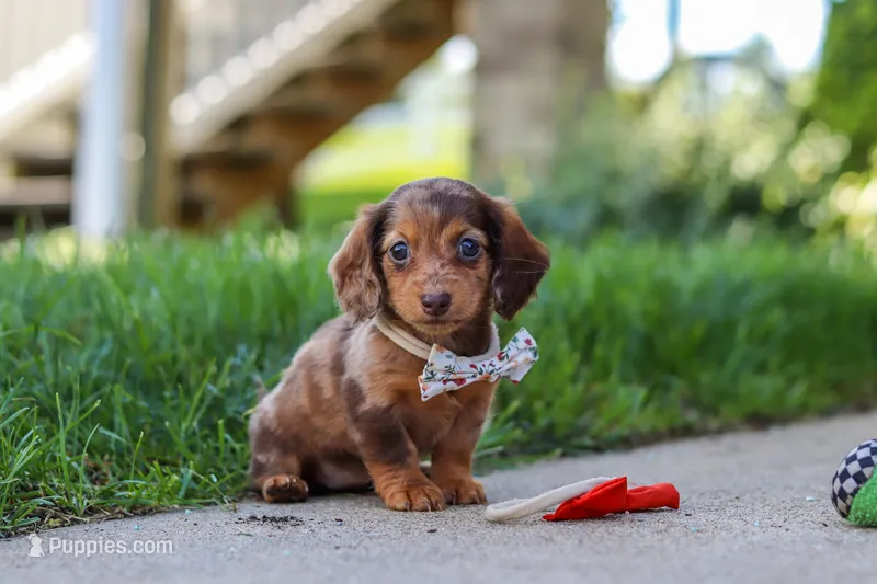 Chloe – Miniature Dachshund puppy for sale in Walnut Creek, OH
