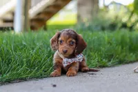 Chloe, a female Miniature Dachshund for sale in Walnut Creek, OH – 6 of 10