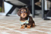 Warren , a male Miniature Dachshund for sale in Walnut Creek, OH – 5 of 10