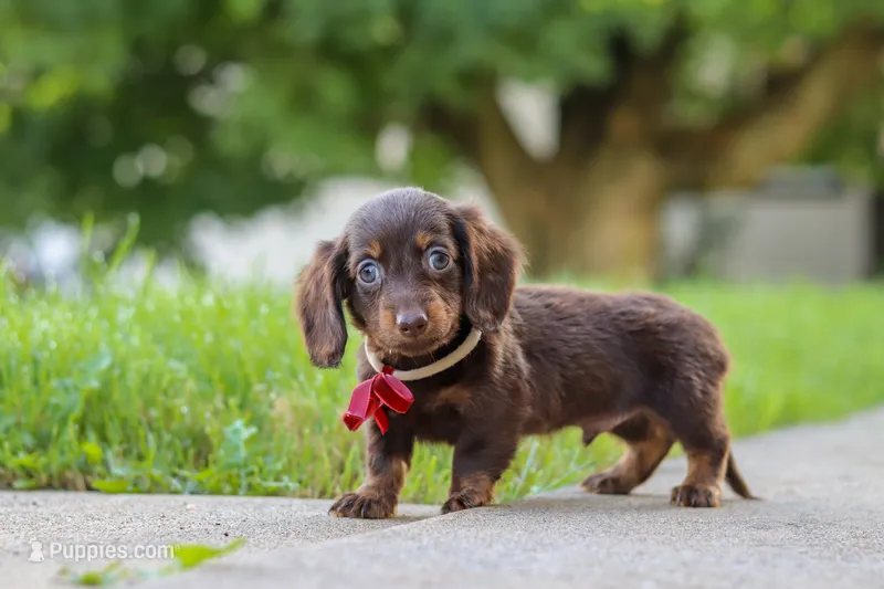 Charlie – Miniature Dachshund puppy for sale in Walnut Creek, OH