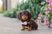 Lila, a female Miniature Dachshund for sale in Walnut Creek, OH – 6 of 10