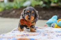 Dallas , a male Miniature Dachshund for sale in Walnut Creek, OH – 5 of 8
