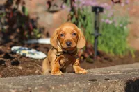 Bentley, a male Miniature Dachshund for sale in Walnut Creek, OH – 9 of 10