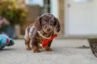 Benson, a male Miniature Dachshund for sale in Walnut Creek, OH – 6 of 10