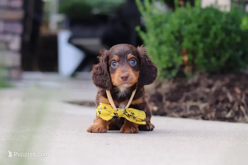 Lennon – Miniature Dachshund puppy for sale in Walnut Creek, OH