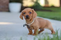 Bentley, a male Miniature Dachshund for sale in Walnut Creek, OH – 3 of 10