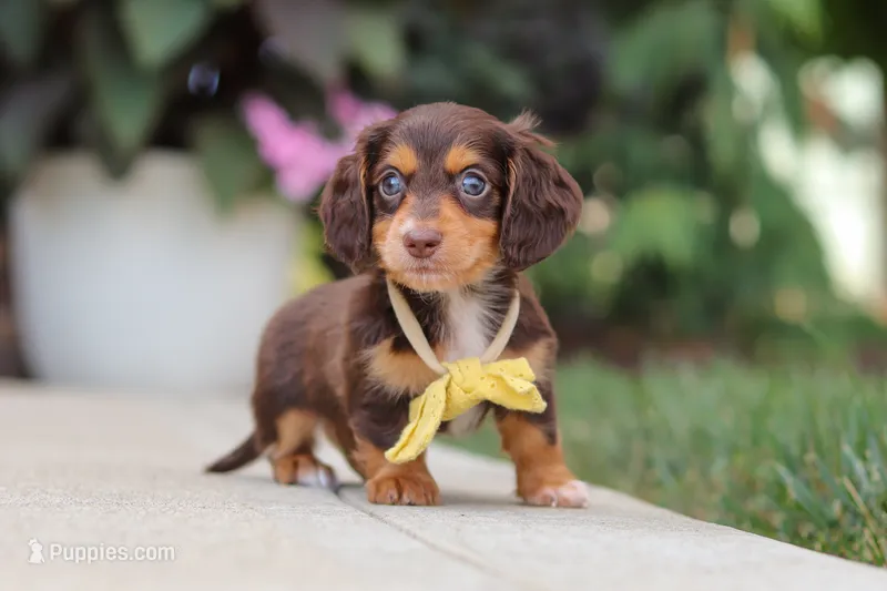Grover – Miniature Dachshund puppy for sale in Walnut Creek, OH