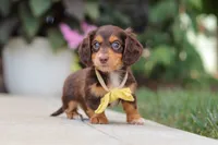Grover, a male Miniature Dachshund for sale in Walnut Creek, OH – 1 of 10