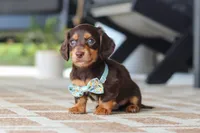 Warren , a male Miniature Dachshund for sale in Walnut Creek, OH – 2 of 10
