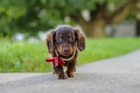 Charlie, a male Miniature Dachshund for sale in Walnut Creek, OH – 5 of 10