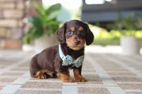 Warren , a male Miniature Dachshund for sale in Walnut Creek, OH – 6 of 10
