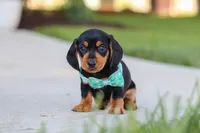 Luca, a male Miniature Dachshund for sale in Walnut Creek, OH – 1 of 8