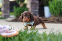 Everett, a male Miniature Dachshund for sale in Walnut Creek, OH – 7 of 9