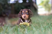 Grover, a male Miniature Dachshund for sale in Walnut Creek, OH – 6 of 10