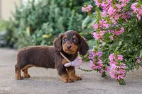 Lila, a female Miniature Dachshund for sale in Walnut Creek, OH – 7 of 10