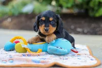 Clark, a male Miniature Dachshund for sale in Walnut Creek, OH – 7 of 8