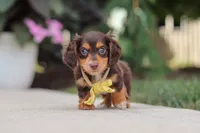 Grover, a male Miniature Dachshund for sale in Walnut Creek, OH – 2 of 10
