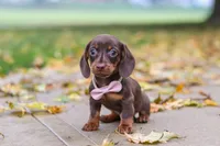 Lilly, a female Miniature Dachshund for sale in Sugarcreek, OH – 4 of 10