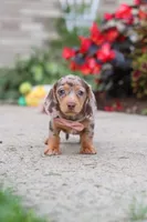 Ivy, a female Miniature Dachshund for sale in Walnut Creek, OH – 6 of 10
