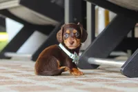 Warren , a male Miniature Dachshund for sale in Walnut Creek, OH – 7 of 10