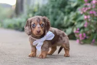 Rosie, a female Miniature Dachshund for sale in Walnut Creek, OH – 4 of 10