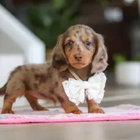 Jewel , a female Miniature Dachshund for sale in Walnut Creek, OH – 6 of 10