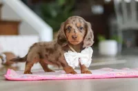 Jewel , a female Miniature Dachshund for sale in Walnut Creek, OH – Photo 6 of 10
