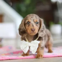 Jewel , a female Miniature Dachshund for sale in Walnut Creek, OH – 10 of 10