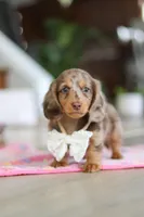 Jewel , a female Miniature Dachshund for sale in Walnut Creek, OH – Photo 10 of 10