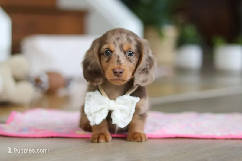 Jewel , a female Miniature Dachshund for sale in Walnut Creek, OH – Photo 1 of 10