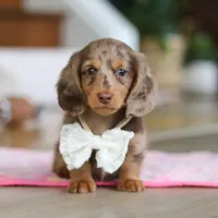 Jewel , a female Miniature Dachshund for sale in Walnut Creek, OH – 1 of 10