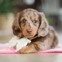Jewel , a female Miniature Dachshund for sale in Walnut Creek, OH – 4 of 10