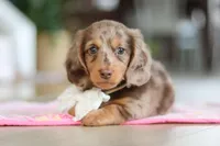 Jewel , a female Miniature Dachshund for sale in Walnut Creek, OH – Photo 4 of 10