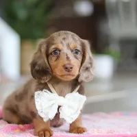 Jewel , a female Miniature Dachshund for sale in Walnut Creek, OH – 7 of 10