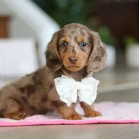Jewel , a female Miniature Dachshund for sale in Walnut Creek, OH – 2 of 10