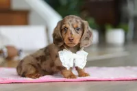 Jewel , a female Miniature Dachshund for sale in Walnut Creek, OH – Photo 2 of 10