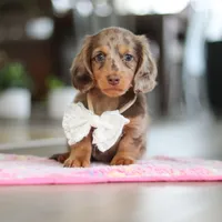 Jewel , a female Miniature Dachshund for sale in Walnut Creek, OH – 9 of 10