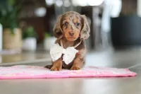 Jewel , a female Miniature Dachshund for sale in Walnut Creek, OH – Photo 9 of 10