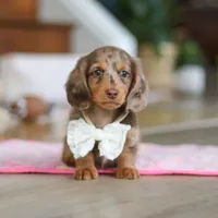 Jewel , a female Miniature Dachshund for sale in Walnut Creek, OH – 8 of 10