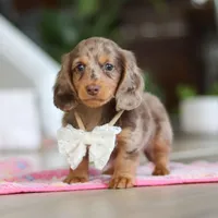 Jewel , a female Miniature Dachshund for sale in Walnut Creek, OH – 5 of 10