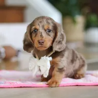 Jewel , a female Miniature Dachshund for sale in Walnut Creek, OH – 3 of 10