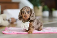 Jewel , a female Miniature Dachshund for sale in Walnut Creek, OH – Photo 3 of 10