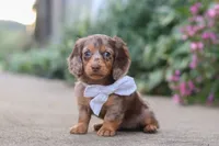 Rosie, a female Miniature Dachshund for sale in Walnut Creek, OH – 5 of 10