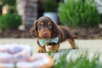 Everett, a male Miniature Dachshund for sale in Walnut Creek, OH – 3 of 9