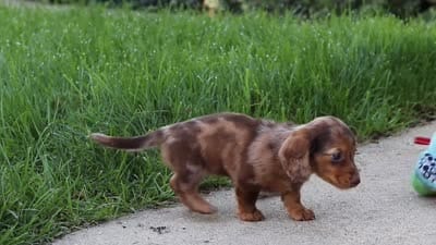 Chloe, a female Miniature Dachshund for sale in Walnut Creek, OH – 10 of 10
