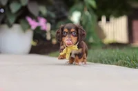 Grover, a male Miniature Dachshund for sale in Walnut Creek, OH – 5 of 10